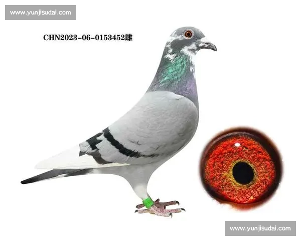 2017台湾信鸽比赛精彩瞬间回顾 飞翔之美与竞技精神的完美碰撞